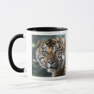 Mug Tigre de Sumatra mâle (Panthera tigris sumatrae)