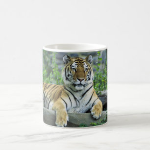 Mug Tigre, sibérien