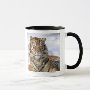 Mug Tigre sibérien, altaica du Tigre de Panthera, Asie