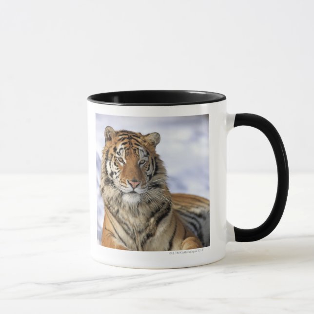 Mug Tigre sibérien, altaica du Tigre de Panthera, Asie (Droite)