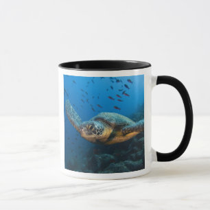 Mug Tortue noire (verte) (Chelonia agassizi)