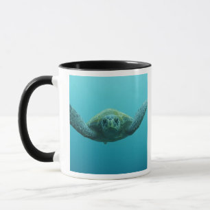 Mug Tortue verte (Chelonia mydas agassisi), Centre