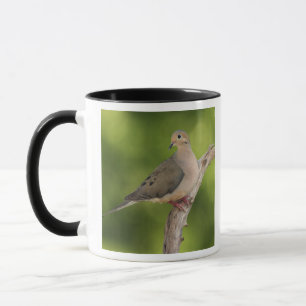 Mug Tourterelle triste, Zenaida macroura