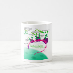 Mug Traduction d'ARN dans le diagramme de synthèse de