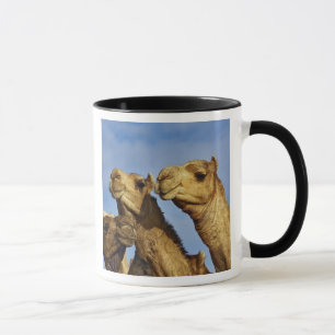 Mug Trio de chameaux, marché aux chameaux, Le Caire, É