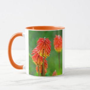 Mug Tritome (Kniphofia Uvaria), Cap-Occidental