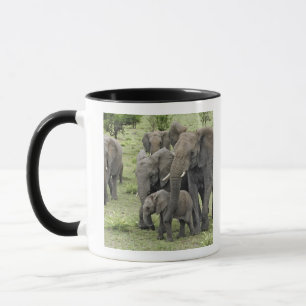 Mug troupeau d'Éléphant d'Afrique, Loxodonta africana,
