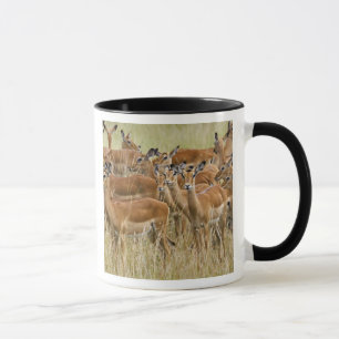 Mug Troupeau d'impalas femelles, Masai Mara, Kenya.