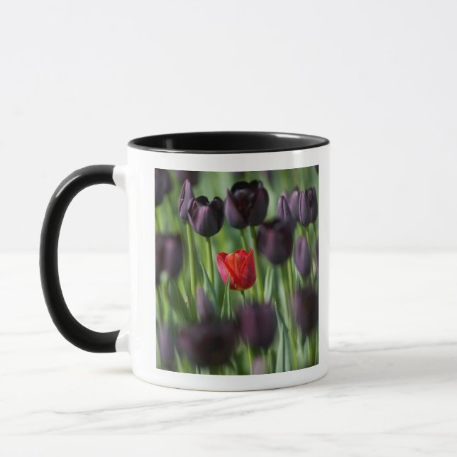 Mug Tulipes dans les jardins de Keukenhof, Amsterdam, (Gauche)