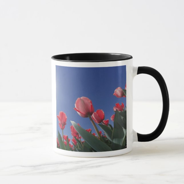Mug Tulipes rouges sous un angle très bas, Cincinnati, (Droite)