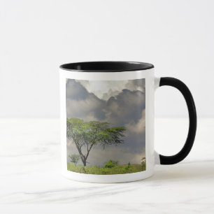 Mug Umbrella Thorn Acacia, Acacia tortilis et 2