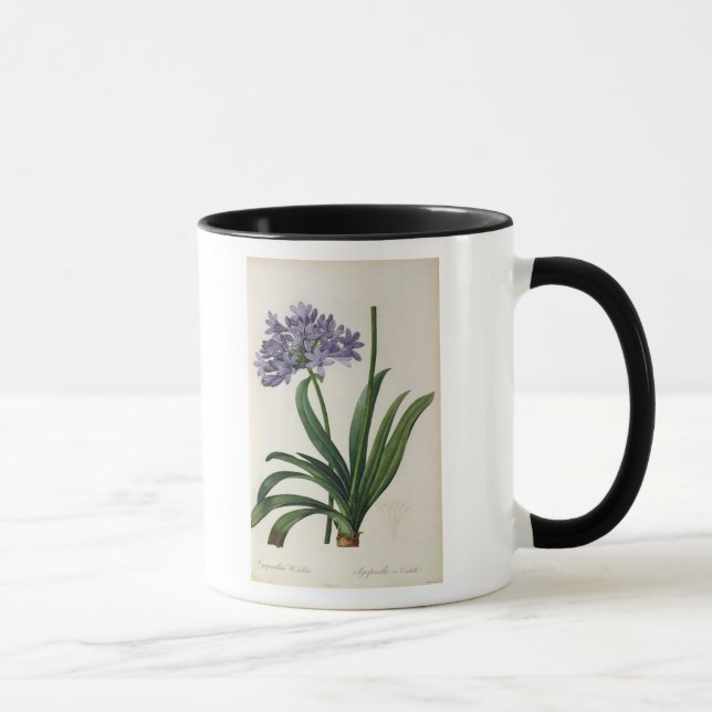 Mug Umbrellatus d'Agapanthus (Droite)