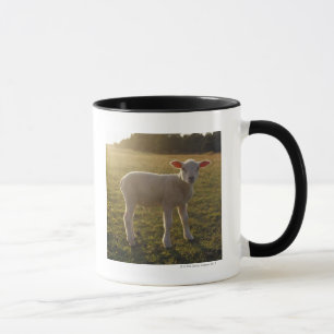 Mug Un agneau à l'arrangement du Sun Suède