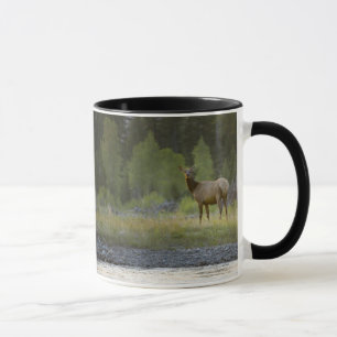 Mug Un élan femelle se tient regardant