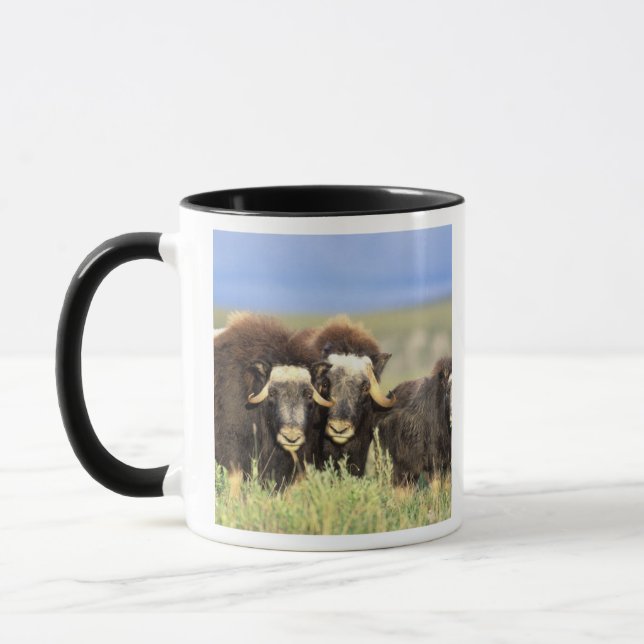 Mug Un groupe de boeufs musqués broute des buissons de (Gauche)