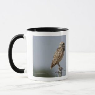 Mug Un hibou creusant se reposant sur un courrier de