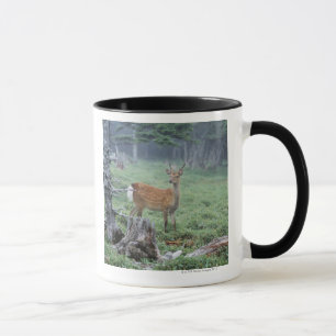 Mug Un jeune cerf commun dans une clairière de forêt