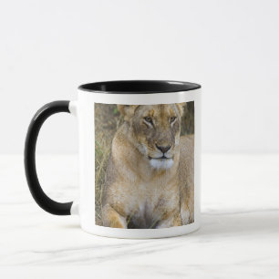 Mug Un lion assis dans les hautes herbes du Maasai