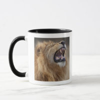 Un lion masculin mûr (Panthera Lion) dans le
