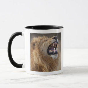 Mug Un lion masculin mûr (Panthera Lion) dans le