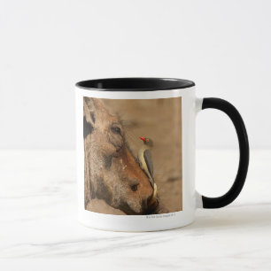 Mug Un Oxpecker sur un museau de warthogs,