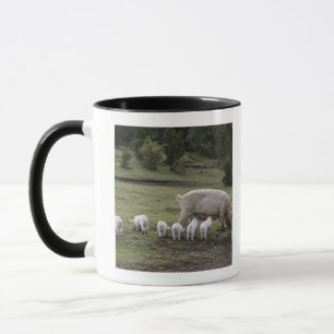 Mug Un porc avec des porcelets dans un domaine