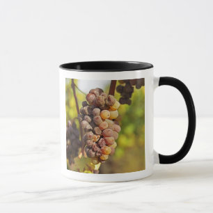 Mug Une grappe de raisin Semillon moisie à Ch Raymond