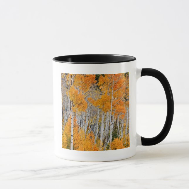 Mug Utah, États-Unis. Peupliers Trembles (Populus Trem (Droite)