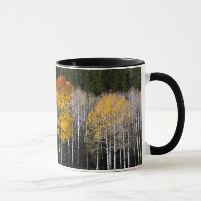 Mug Utah, États-Unis. Peupliers Trembles (Populus Trem (Droite)