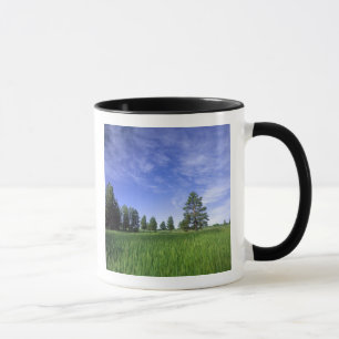 Mug UTAH.États-Unis Ponderosa pines Pinus ponderosa) 