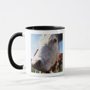 Mug Vache dans le domaine, plan rapproché