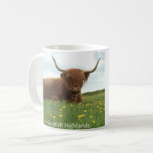 Vache des Highlands écossais
