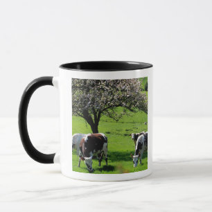 Mug Vache parmi les pommiers de floraison en Normandie