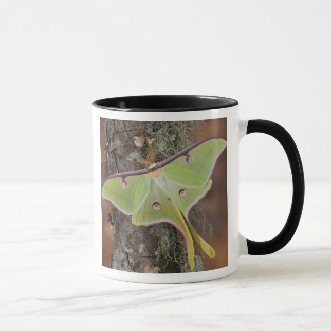 Mug Ver à soie luna (Droite)
