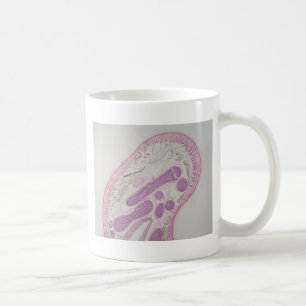 Mug Ver parasite de nématode (espèces d'ascaride)