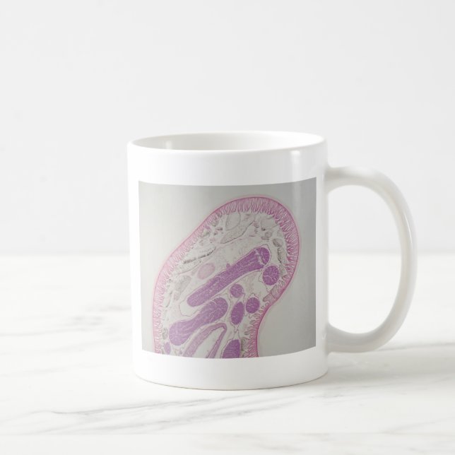 Mug Ver parasite de nématode (espèces d'ascaride) (Droite)