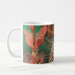Mug Vers, Annelids Chaetopoda par Ernst Haeckel