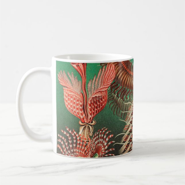 Mug Vers, Annelids Chaetopoda par Ernst Haeckel (Gauche)