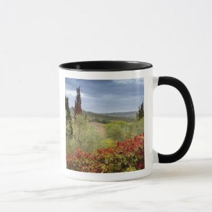 Mug Vignoble près de Montalcino, Toscane, Italie
