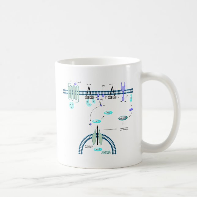 Mug Voie de GPCR (Droite)