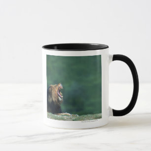 Mug Vue d'un lion (Panthera Lion) ouvrant sa bouche