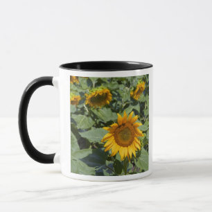 Mug WA, comté de Kittitas, champ de tournesols