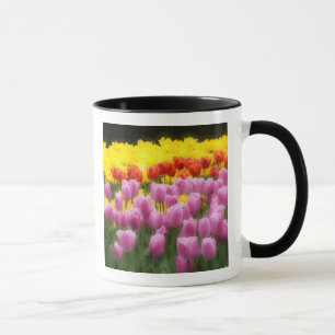 Mug WA, Skagit Valley, Roozengaarde Tulip Garden, 2