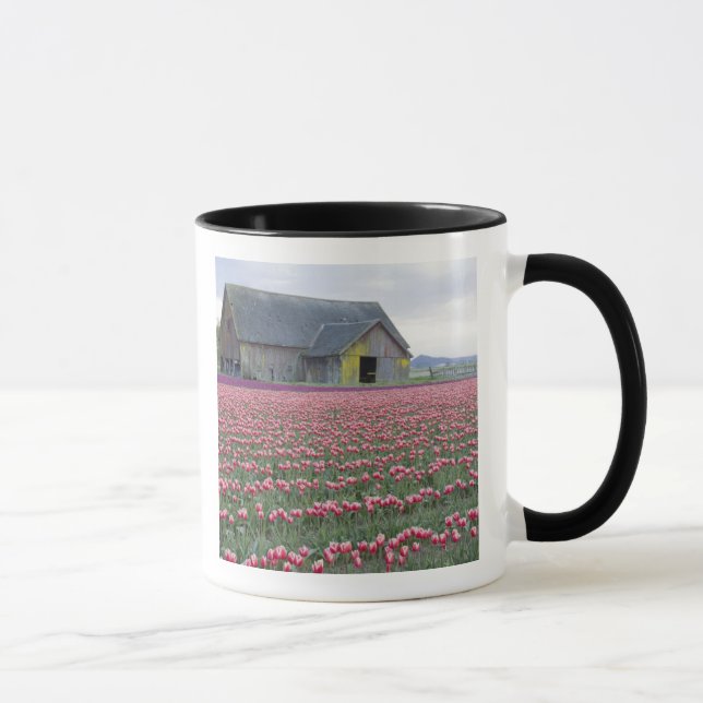 Mug WA, vallée de Skagit, champ de tulipes et grange (Droite)