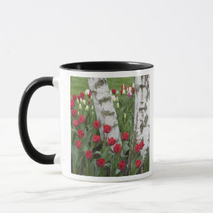 Mug WA, vallée de Skagit, jardin de tulipes Roozengaar