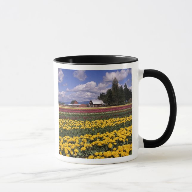 Mug WA, Vallée de Skagit, Tulipe de la vallée de Skagi (Droite)