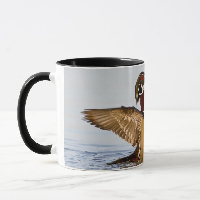 Mug Wood Duck mal flapping wings in wetland (Gauche)