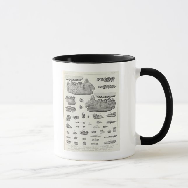 Mug XLV Phenacodus, Opisthotomus, Hyopsodus (Droite)
