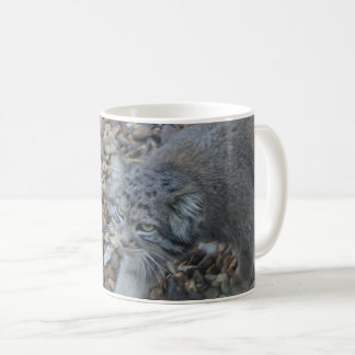 Mug Zoo Photographie - Pallas Cat (Manul)