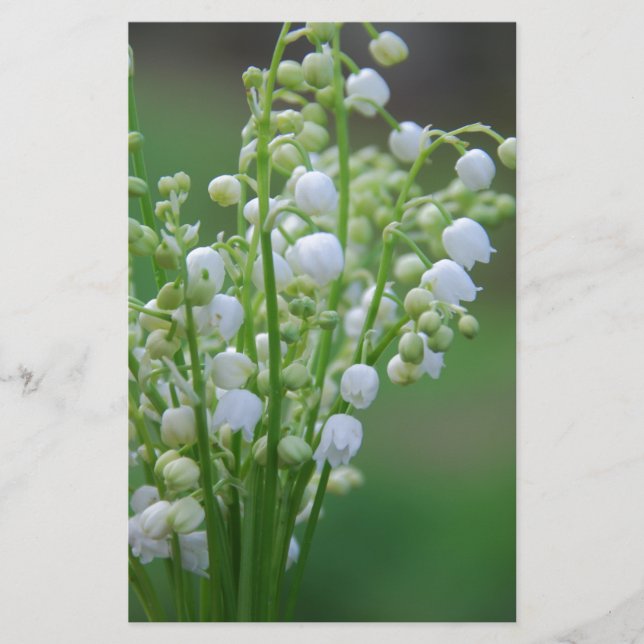Muguet (Devant)
